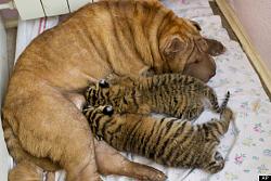 برای دیدن سایز بزرگ روی عکس کلیک کنید

نام: o-DOG-TIGER-570.jpg
دیدن: 104
حجم: 43.2 کیلو بایت