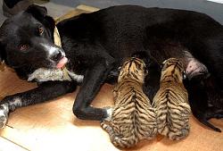 برای دیدن سایز بزرگ روی عکس کلیک کنید

نام: 050905_dogtigers.jpg
دیدن: 103
حجم: 39.9 کیلو بایت