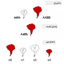برای دیدن سایز بزرگ روی عکس کلیک کنید

نام: 480612_303535629743536_309438864_n.jpg
دیدن: 290
حجم: 16.8 کیلو بایت
