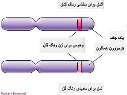 برای دیدن سایز بزرگ روی عکس کلیک کنید

نام: 02.jpg
دیدن: 354
حجم: 22.2 کیلو بایت