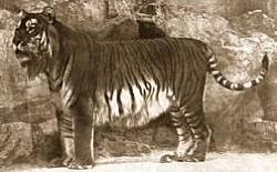 برای دیدن سایز بزرگ روی عکس کلیک کنید

نام: Panthera_tigris_virgata.jpg
دیدن: 128
حجم: 41.9 کیلو بایت