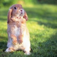 نام: cute-bunny-e1278515573593-200x200.jpg نمایش: 71 اندازه: 12.5 کیلو بایت