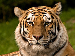 نام: 250px-Siberischer_tiger_de_edit02.jpg نمایش: 131 اندازه: 18.8 کیلو بایت