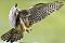 آواتار Falcon Prey